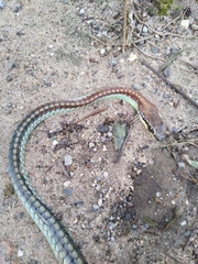 Dendrelaphis kopsteini