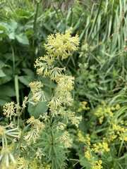 Asperula molluginoides