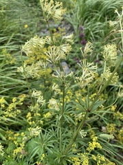 Asperula molluginoides