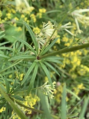 Asperula molluginoides