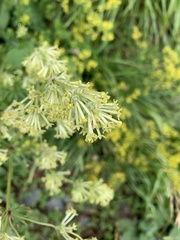 Asperula molluginoides