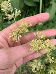 Asperula molluginoides