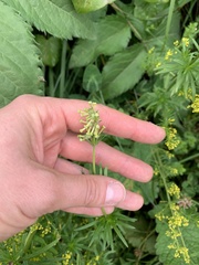 Asperula molluginoides