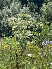 Heracleum sosnowskyi