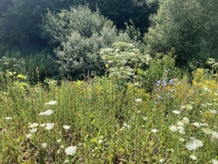 Heracleum sosnowskyi