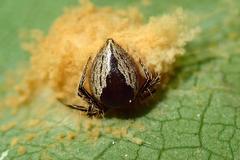 Emertonella taczanowskii