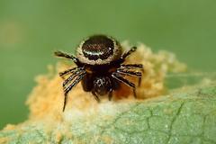 Emertonella taczanowskii