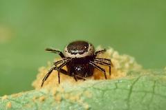 Emertonella taczanowskii