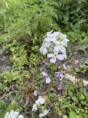 Hesperis matronalis voronovii