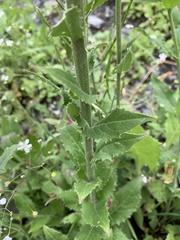 Hesperis matronalis voronovii