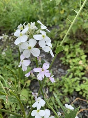 Hesperis matronalis voronovii
