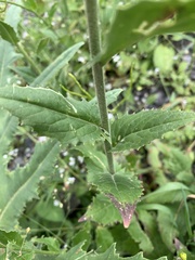 Hesperis matronalis voronovii