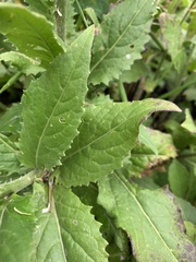 Hesperis matronalis voronovii
