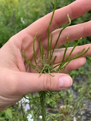 Hesperis matronalis voronovii