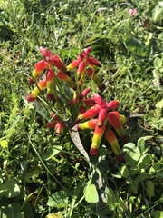 Lachenalia quadricolor