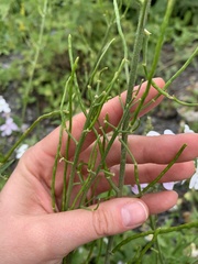 Hesperis matronalis voronovii