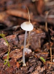 Mycena carmeliana