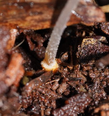 Mycena carmeliana