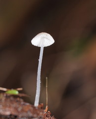 Mycena carmeliana