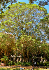 Ficus benjamina