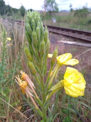 Oenothera × fallax