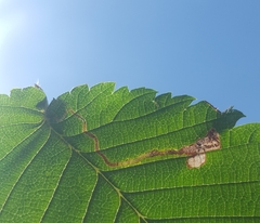Stigmella lemniscella