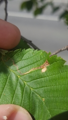 Stigmella lemniscella
