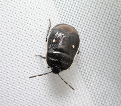 Adomerus biguttatus
