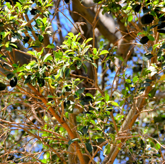 Ficus benjamina