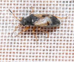 Acompus rufipes