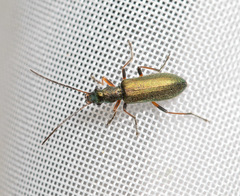 Chrysanthia geniculata