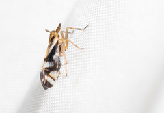 Delphax crassicornis