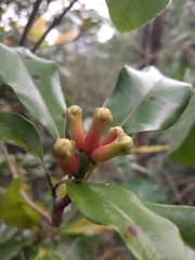 Syzygium aromaticum