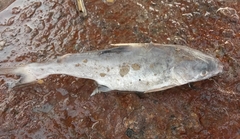 Plicofollis dussumieri