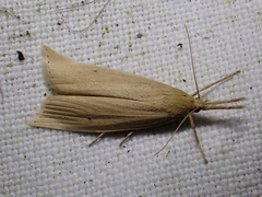Chilo phragmitella