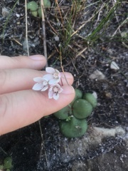 Crassula capensis capensis