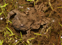 Cacosternum capense