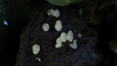 Hymenoscyphus imberbis