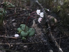 Crassula capensis capensis