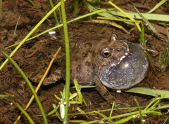 Cacosternum capense