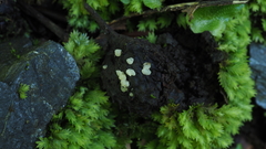 Hymenoscyphus imberbis