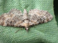 Eupithecia pulchellata