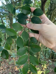 Ligustrum liukiuense