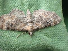 Eupithecia pulchellata