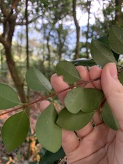 Ligustrum liukiuense