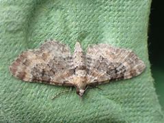 Eupithecia pulchellata