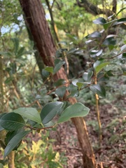 Ligustrum liukiuense