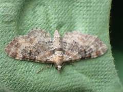 Eupithecia pulchellata