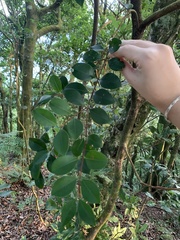 Ligustrum liukiuense