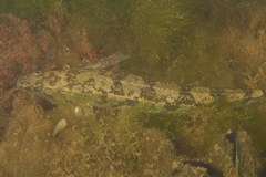 Pseudaphritis urvillii